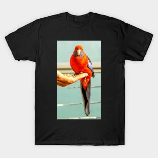 Crimson Rosella T-Shirt